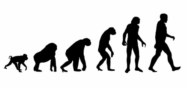 Evolution humaine